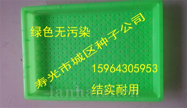 萝卜芽种子
