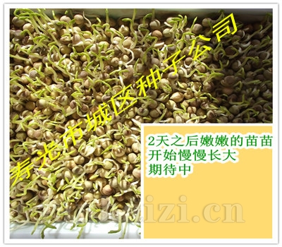 豆芽
