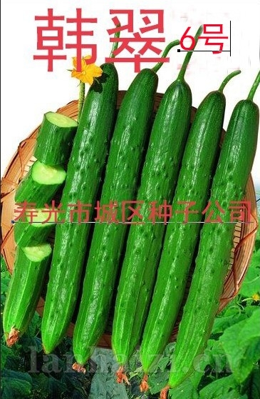 供应韩翠6号黄瓜种子（希刺型）