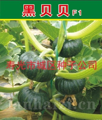 供应盛松牌黑贝贝迷你南瓜—南瓜种子