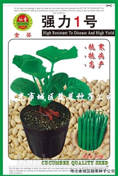 供应强力一号南瓜—砧木种子