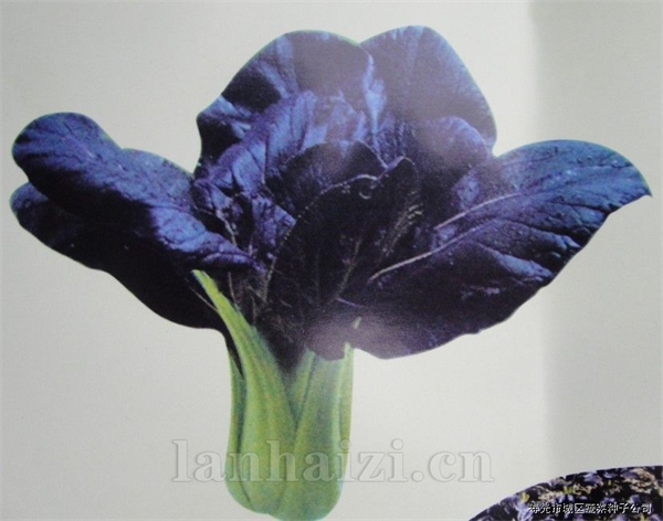 供应青菜种子—紫馨青菜种子