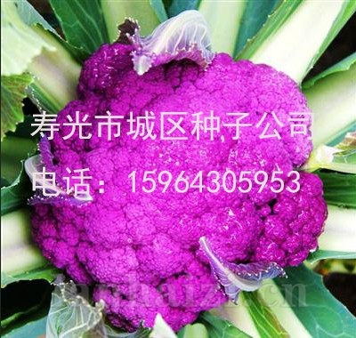 供应紫依—花椰菜种子