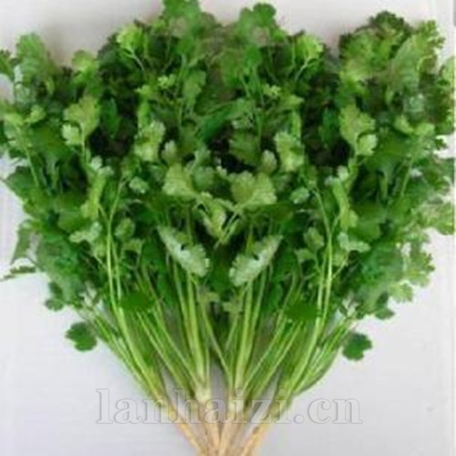 供应耐抽苔香菜种子