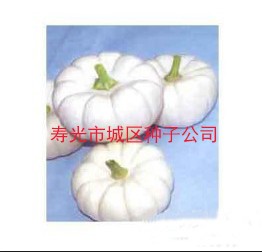 供应盛松牌迷你白桔瓜南瓜—南瓜种子