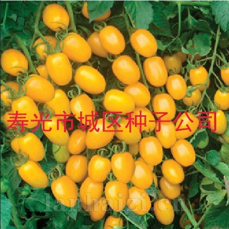 供应樱桃番茄种子