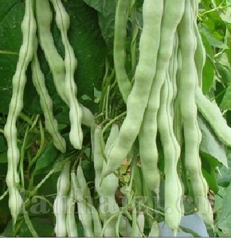 供应盛松牌九粒白芸豆种子