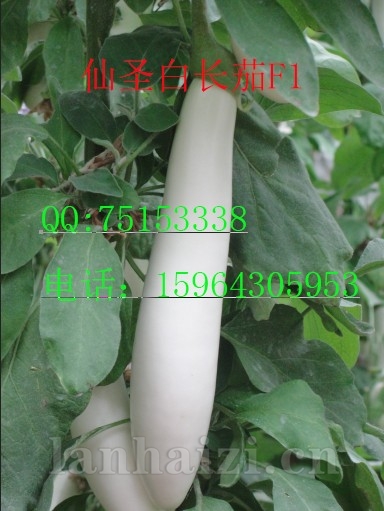供应白长茄种子