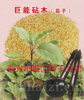 供应托鲁巴姆巨能茄子砧木—茄子砧木种子