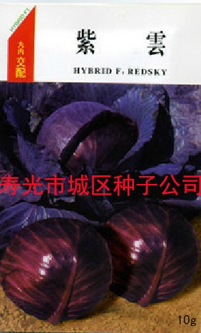 供应紫云紫甘蓝种子—甘蓝种子
