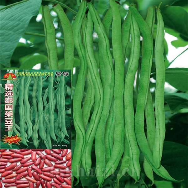 菜豆种子
