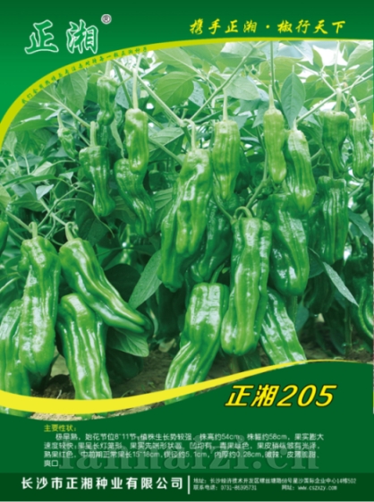 正湘205辣椒种子