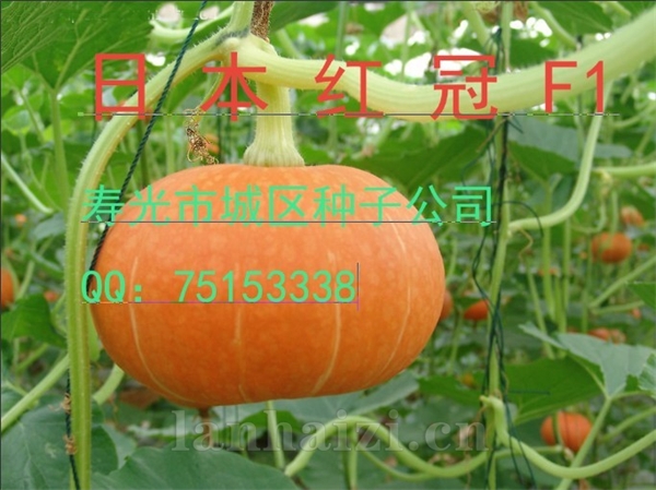 供应红栗南瓜—南瓜种子