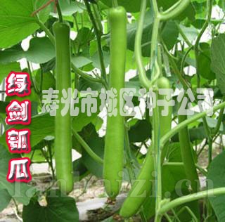供应瓠子蒲瓜种子
