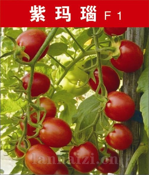 供应紫色小番茄—番茄种子