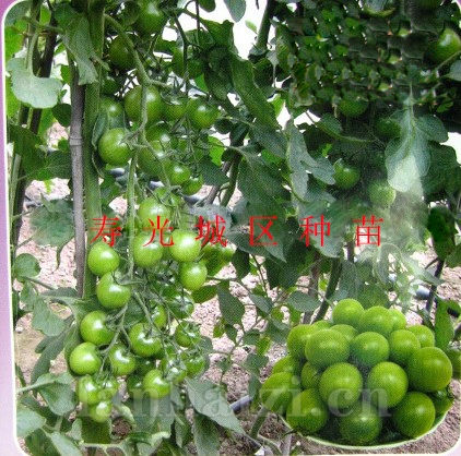 供应贼不偷—番茄种子