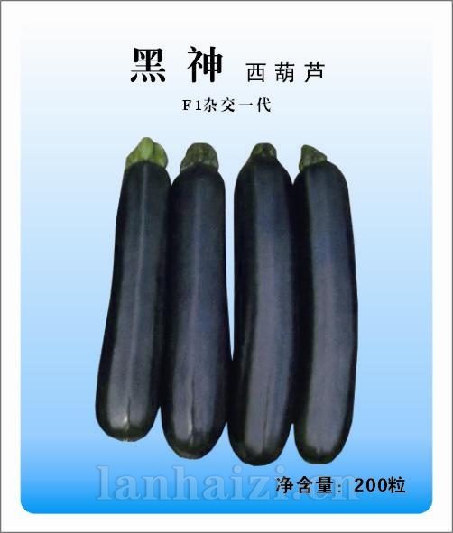 供应黑神-黑皮西葫芦种子