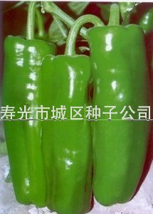 供应泡椒种子—厚皮泡椒王辣椒种子