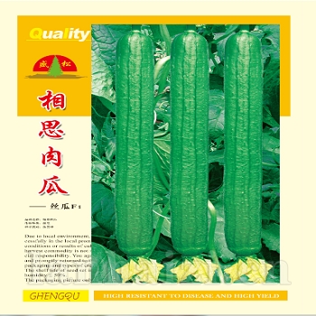 供应相思肉瓜—丝瓜种子