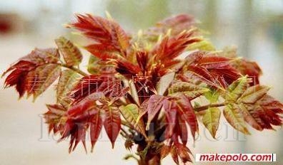 芽菜种子