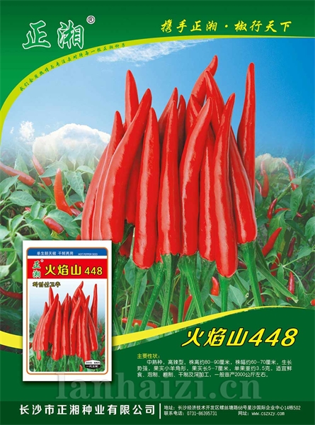正湘艳椒335