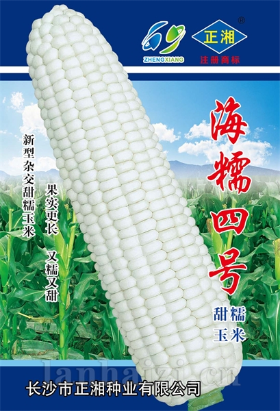 海糯四号