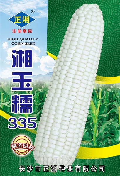 湘玉糯335