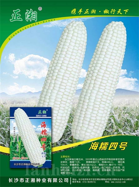 正湘海糯4号玉米种子