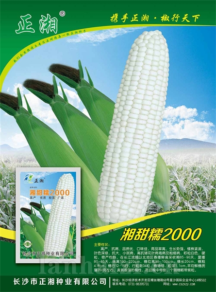 湘甜糯2000玉米种子
