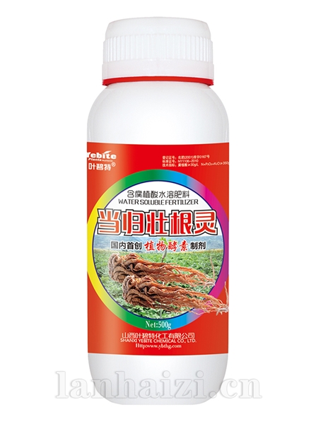 当归壮根灵