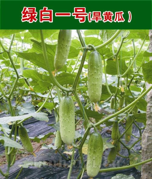 供应绿白一号—黄瓜种子