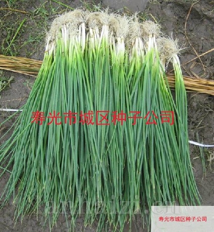 供应白玉雪—彩椒种子