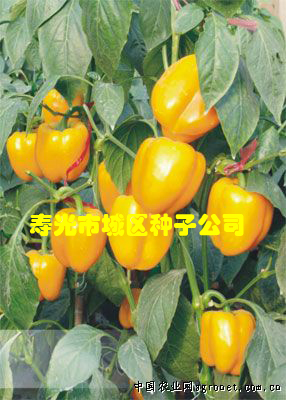 供应锦黄—彩椒种子