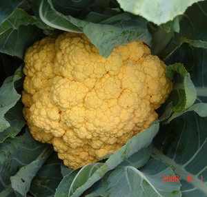 供应金皇后—花椰菜种子