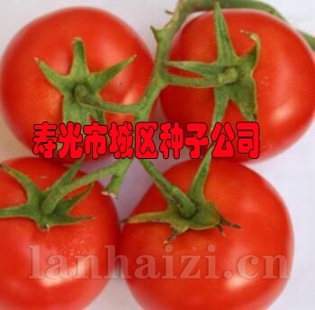 供应190大红番茄种子