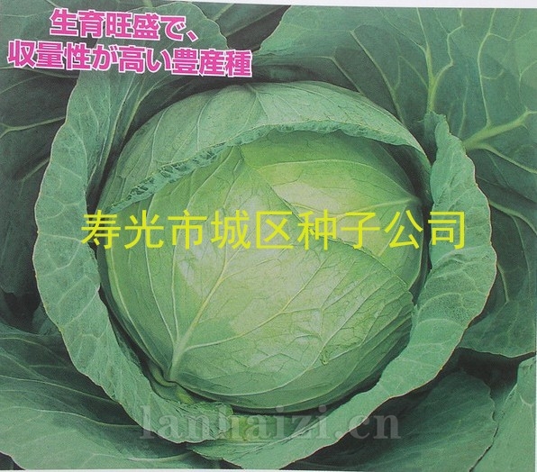 供应日本圣丰—甘蓝种子