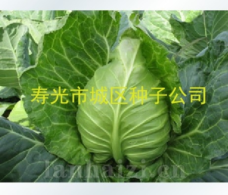 供应早丰牛心甘蓝种子