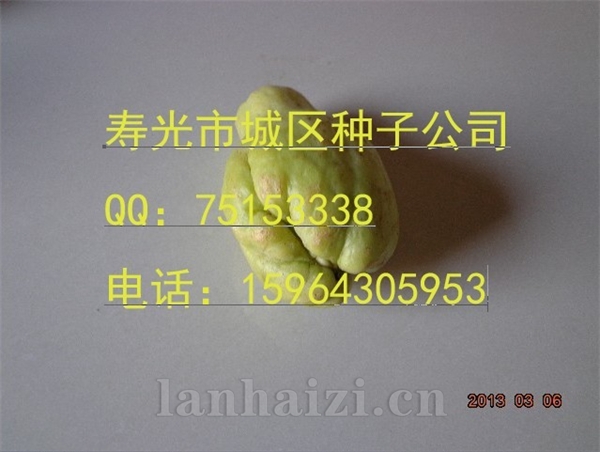 佛手瓜种子