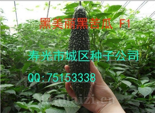 供应黑美丽黑苦瓜种子