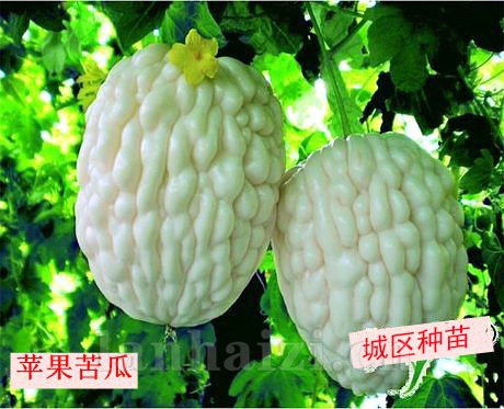 苹果苦瓜种子