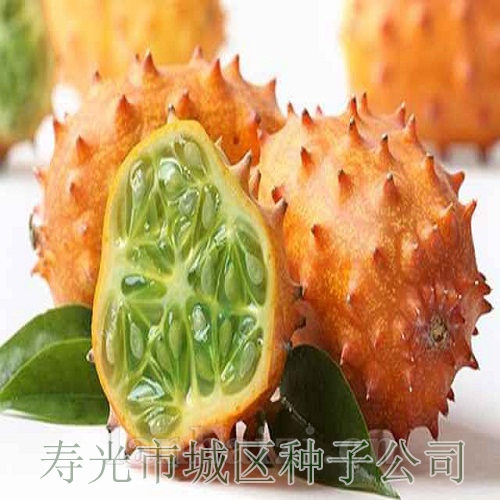 火参果种子