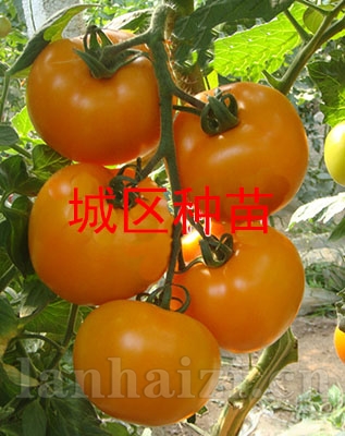 番茄种子