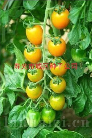供应黄金宝贝小番茄——樱桃番茄种子
