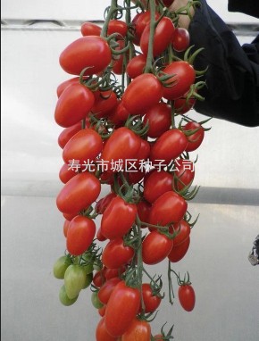 供应红贵人樱桃番茄种子