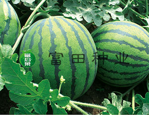 傲世甜王
