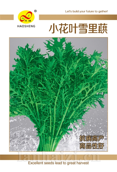 小花叶雪里蕻-茼蒿种子