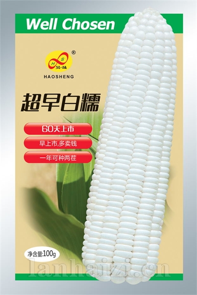超早白糯-玉米种子