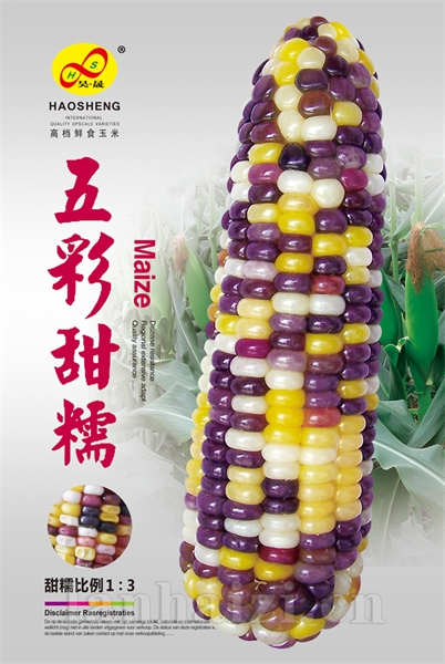 五彩甜糯-玉米种子
