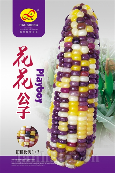 花花公子-玉米种子