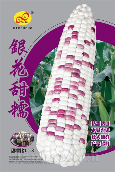 银花甜糯--玉米种子